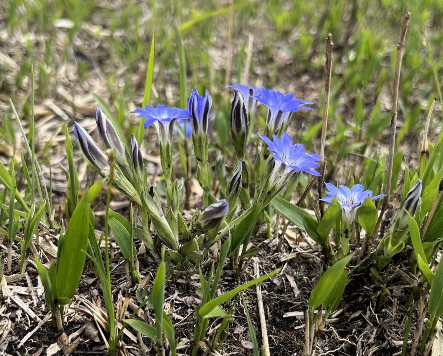 草原のハルリンドウ